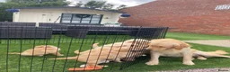 Golden Retriever dogs for sale: Golden retriever  in Romford - Advert 10