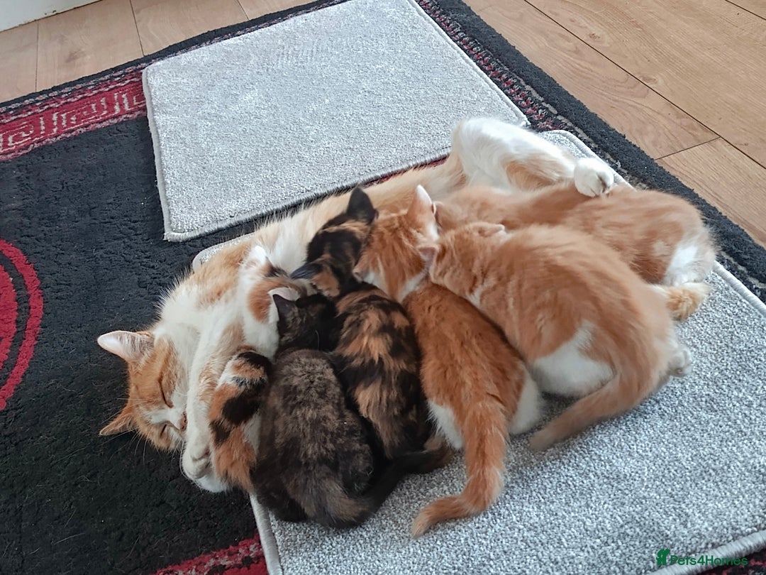 Mixed Breed cats for sale: 8 weeks old beautiful kittens - Image 5
