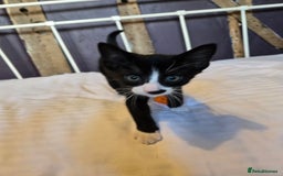Mixed Breed cats for sale: Beautiful little boy ready for his forever home. - Image 3