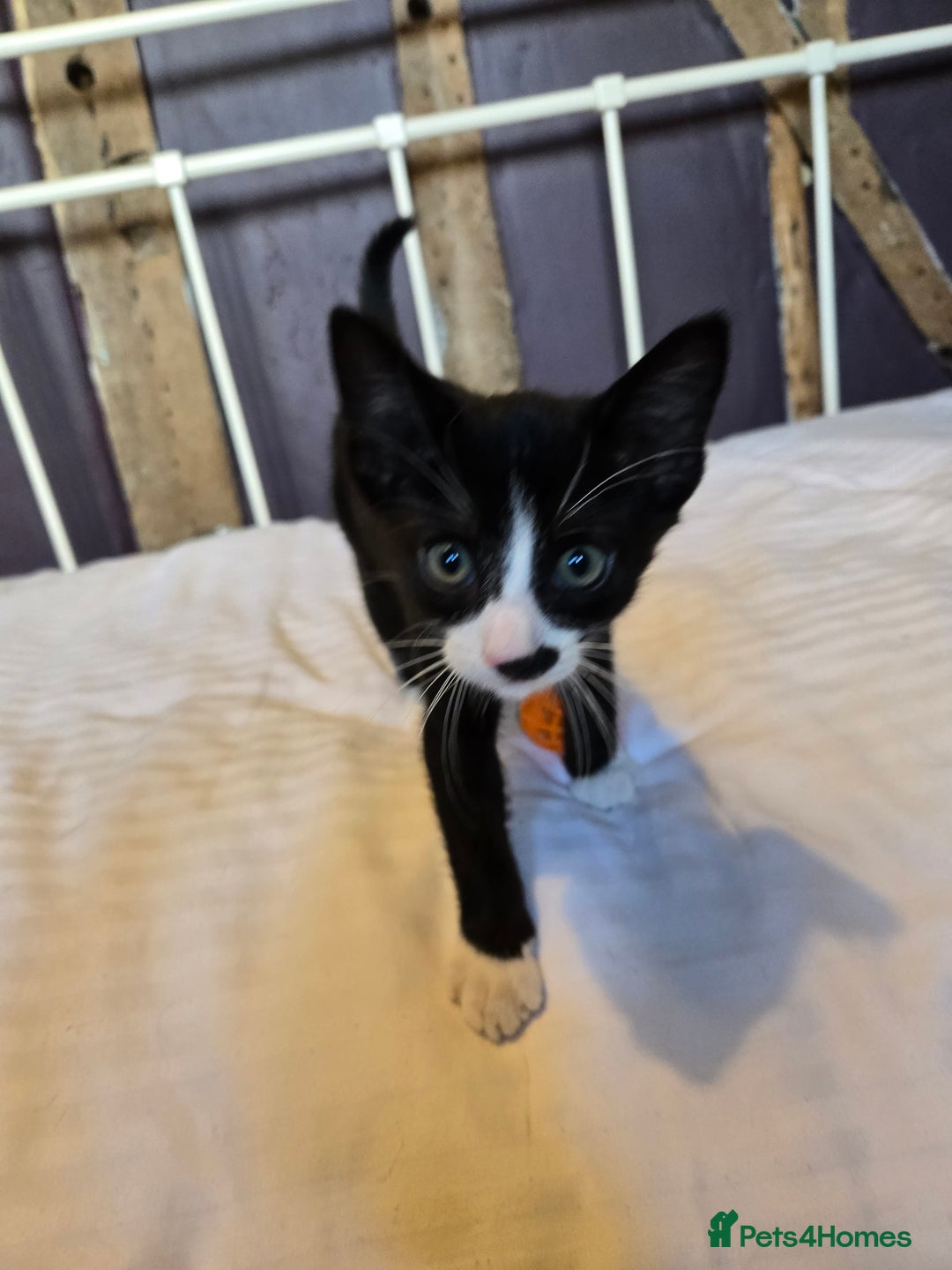 Mixed Breed cats for sale: Beautiful little boy ready for his forever home. - Image 3