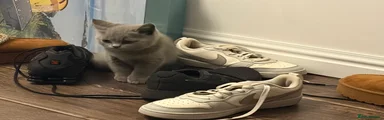 Kitty