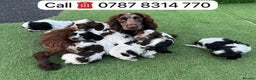 Cockapoo dogs for sale: cockapoos puppies F1 3 boys 2 girls  - Advert 11
