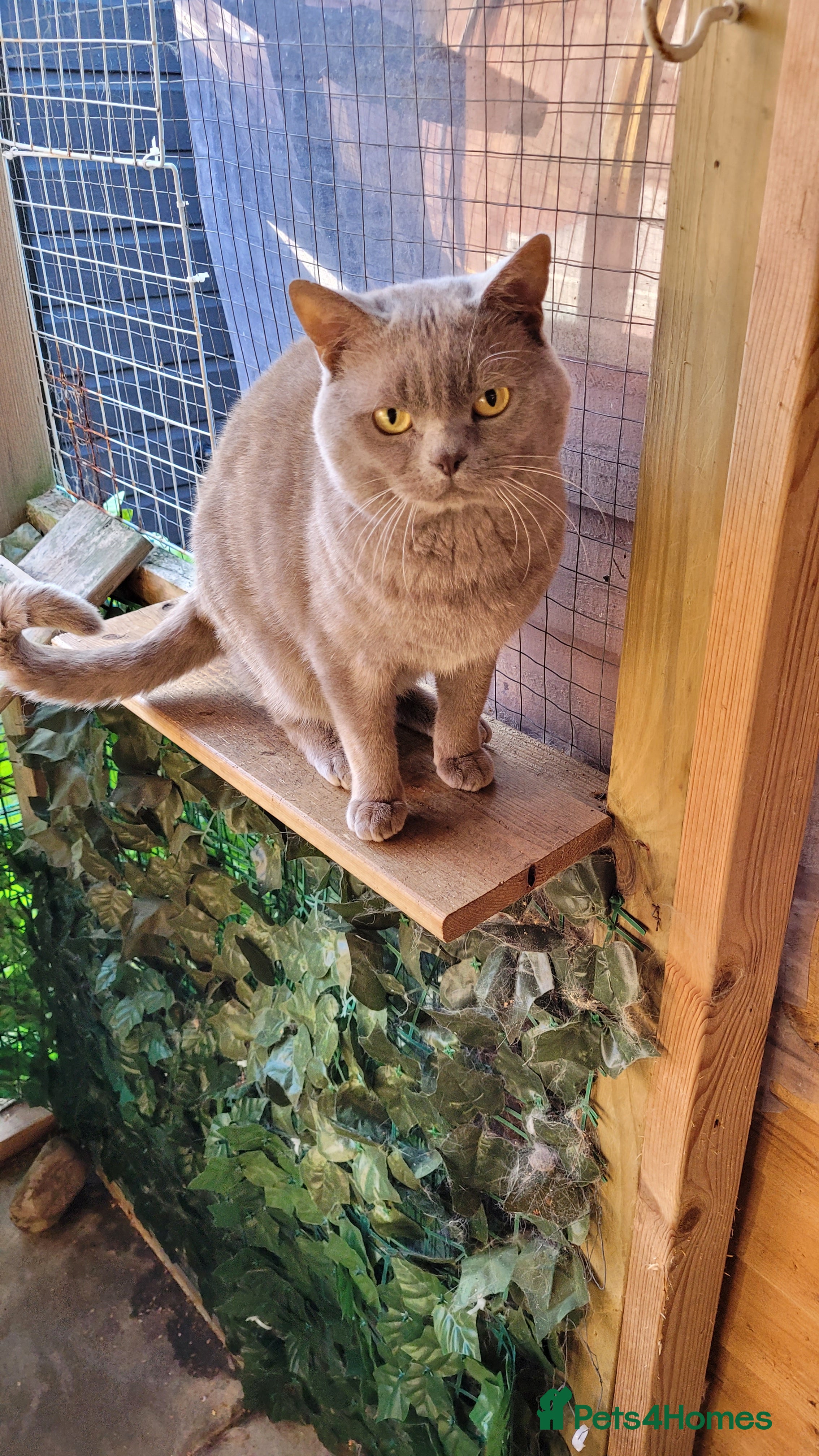 British Shorthair cats Blue for stud duties - Advert 1