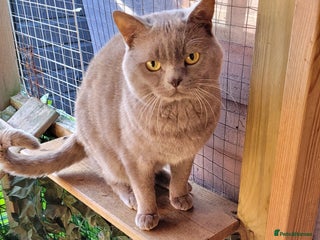 British Shorthair cats Blue for stud duties - Advert 1