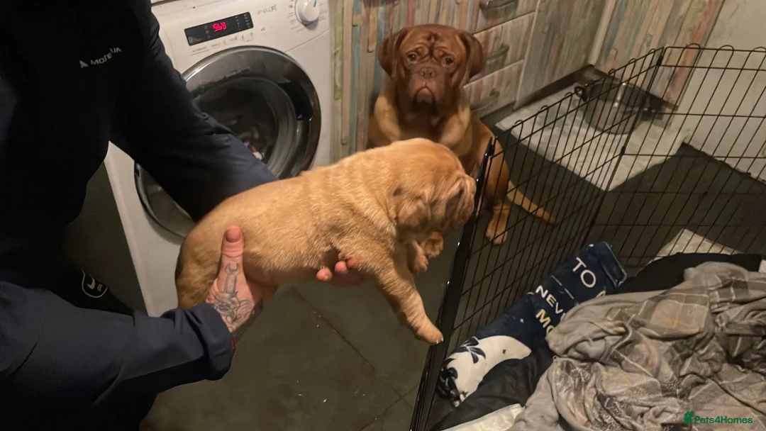 Dogue De Bordeaux dogs for sale: Last boy of the litter - Advert 6