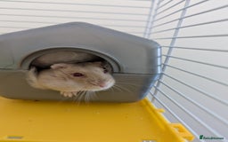 Hamster rodents for sale: Dwarf Hamster  - Image 5