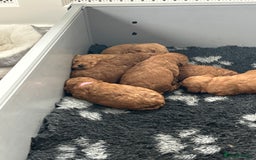 Cockapoo dogs for sale: F2B Cockapoo pups  - Advert 3