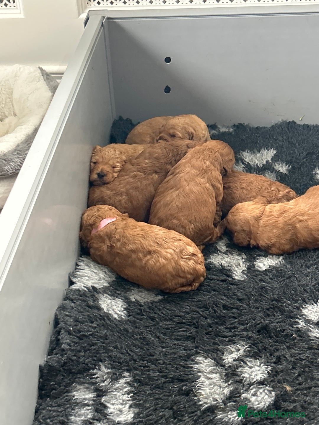 Cockapoo dogs for sale: F2B Cockapoo pups  - Advert 3