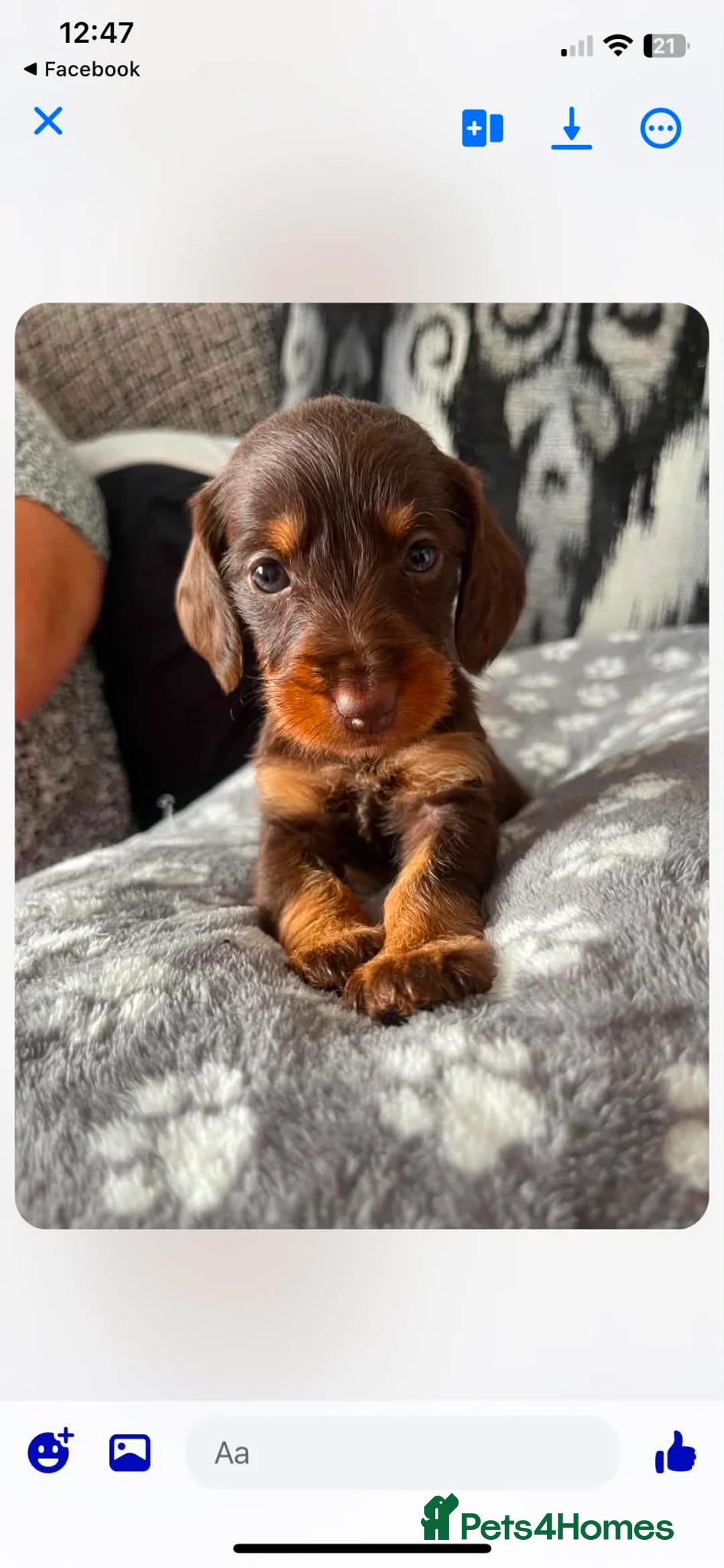 Dachshund dogs for sale: Dashund puppies looking for there forever home - Advert 3