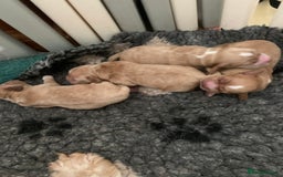 Cocker Spaniel dogs for sale: KC Registered Quality Show Type Cocker Puppies   - Image 12