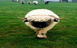 Sheep livestock for sale: Valais blacknose starter flock pedigree plus other - Image 4