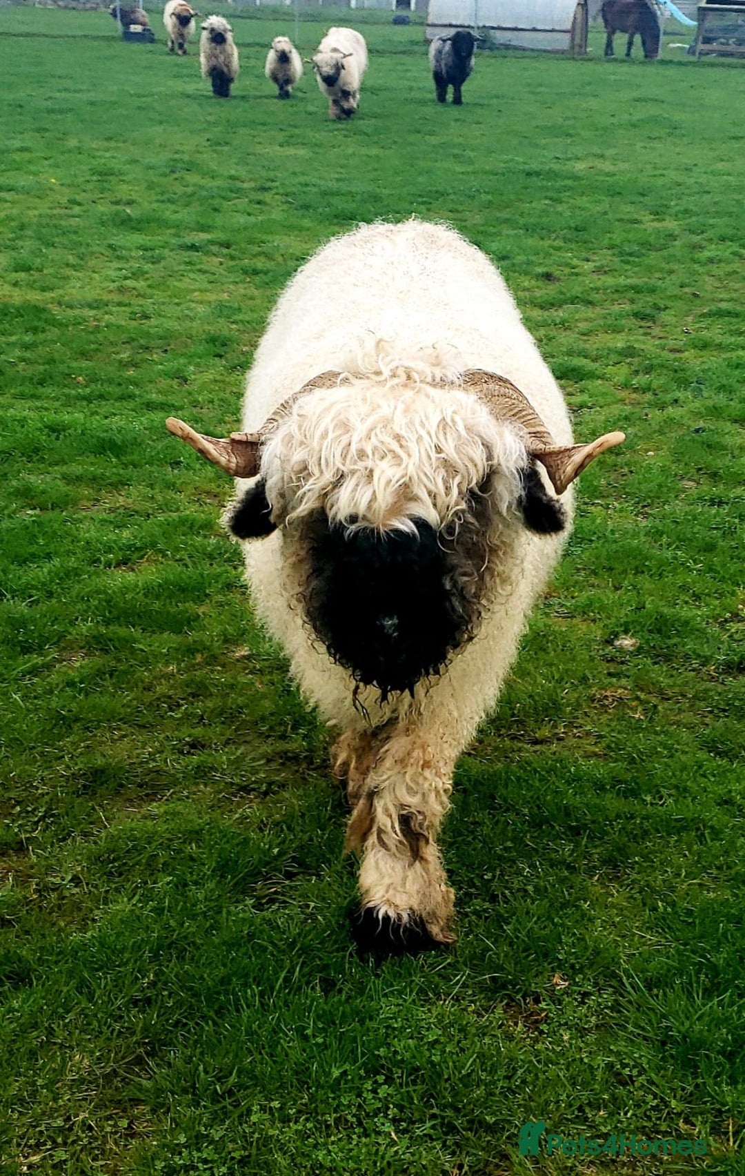 Sheep livestock for sale: Valais blacknose starter flock pedigree plus other - Image 4