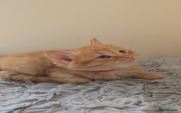 Persian cats for sale: Ginger and black fluffy kittens - Image 3