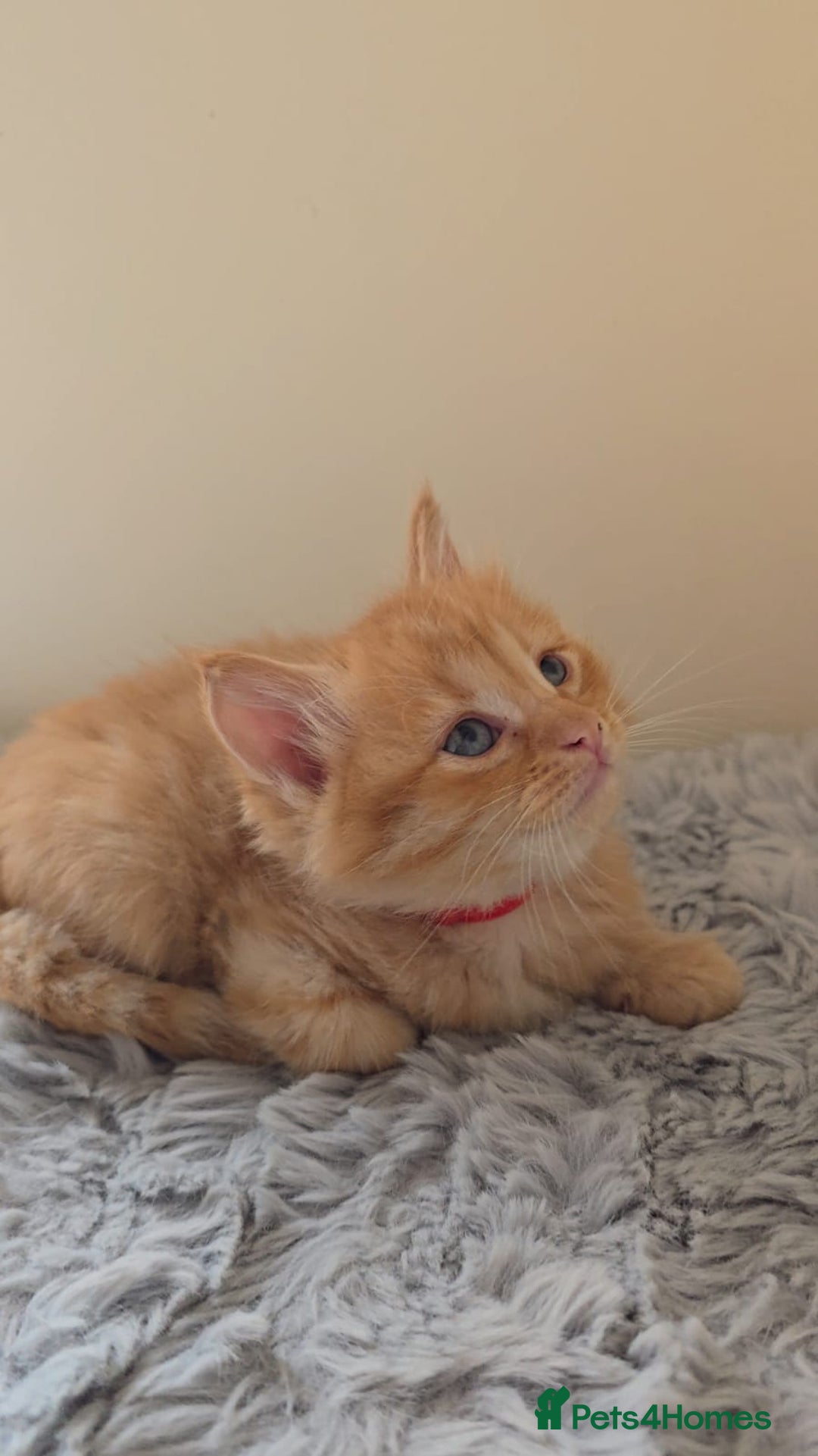 Persian cats for sale: Ginger and black fluffy kittens - Image 3