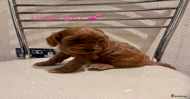 Cockapoo dogs - Advert 1