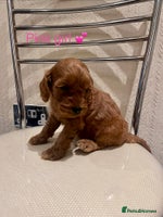 Cockapoo dogs - Advert 1