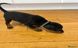 Dobermann dogs for sale: 🌟🌟KC Dobermanns - 38+ Champions in Bloodline🌟🌟 in London - Image 16