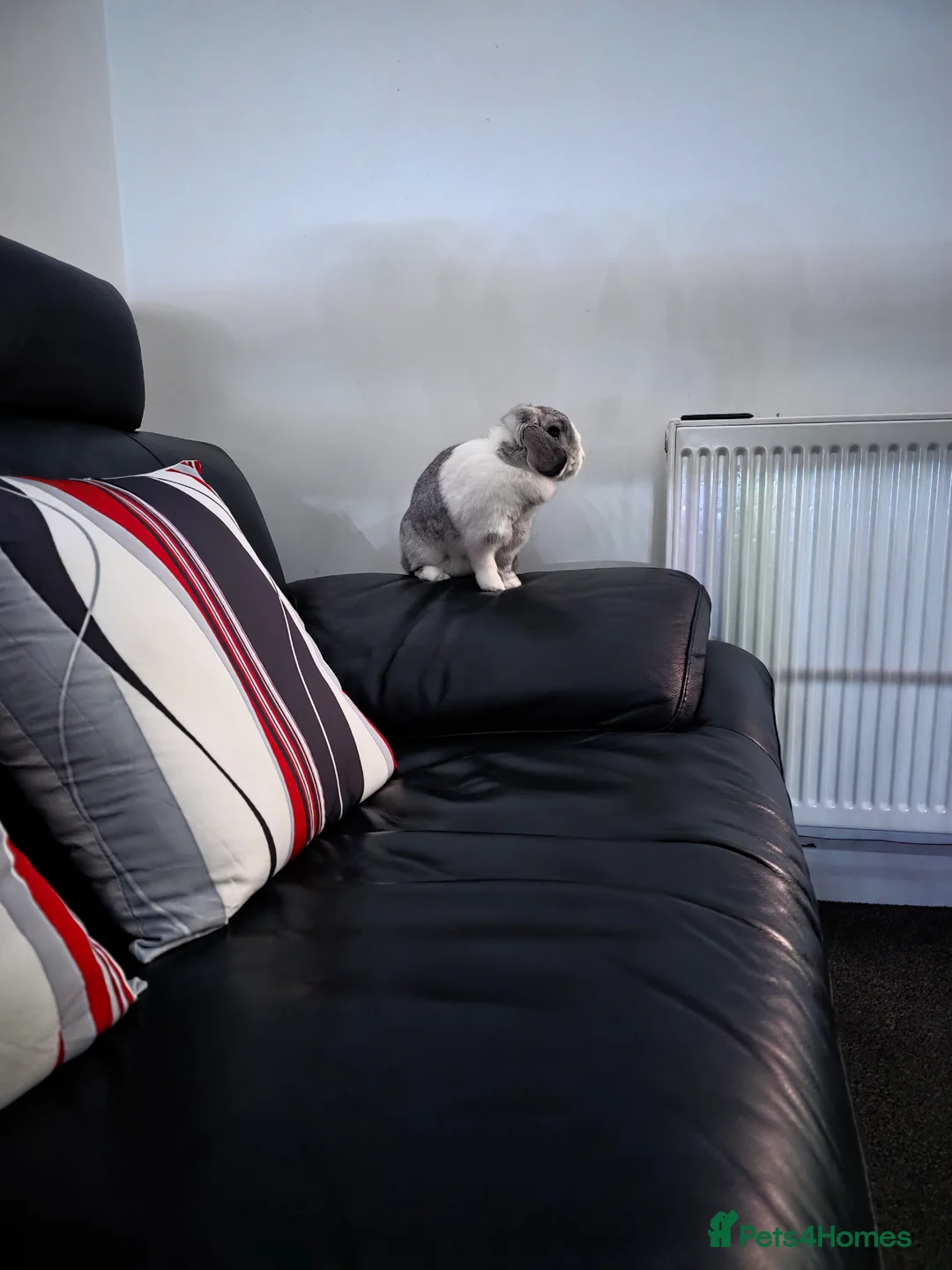 Mini Lop rabbits for sale: Miss Floppy - Advert 10