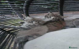 Persian cats for sale: Very beatifull perian kittens - Image 14