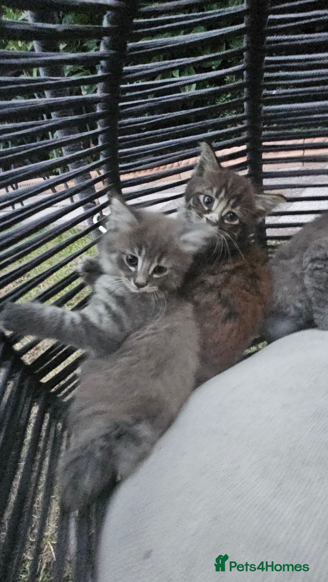 Persian cats for sale: Very beatifull perian kittens - Image 14