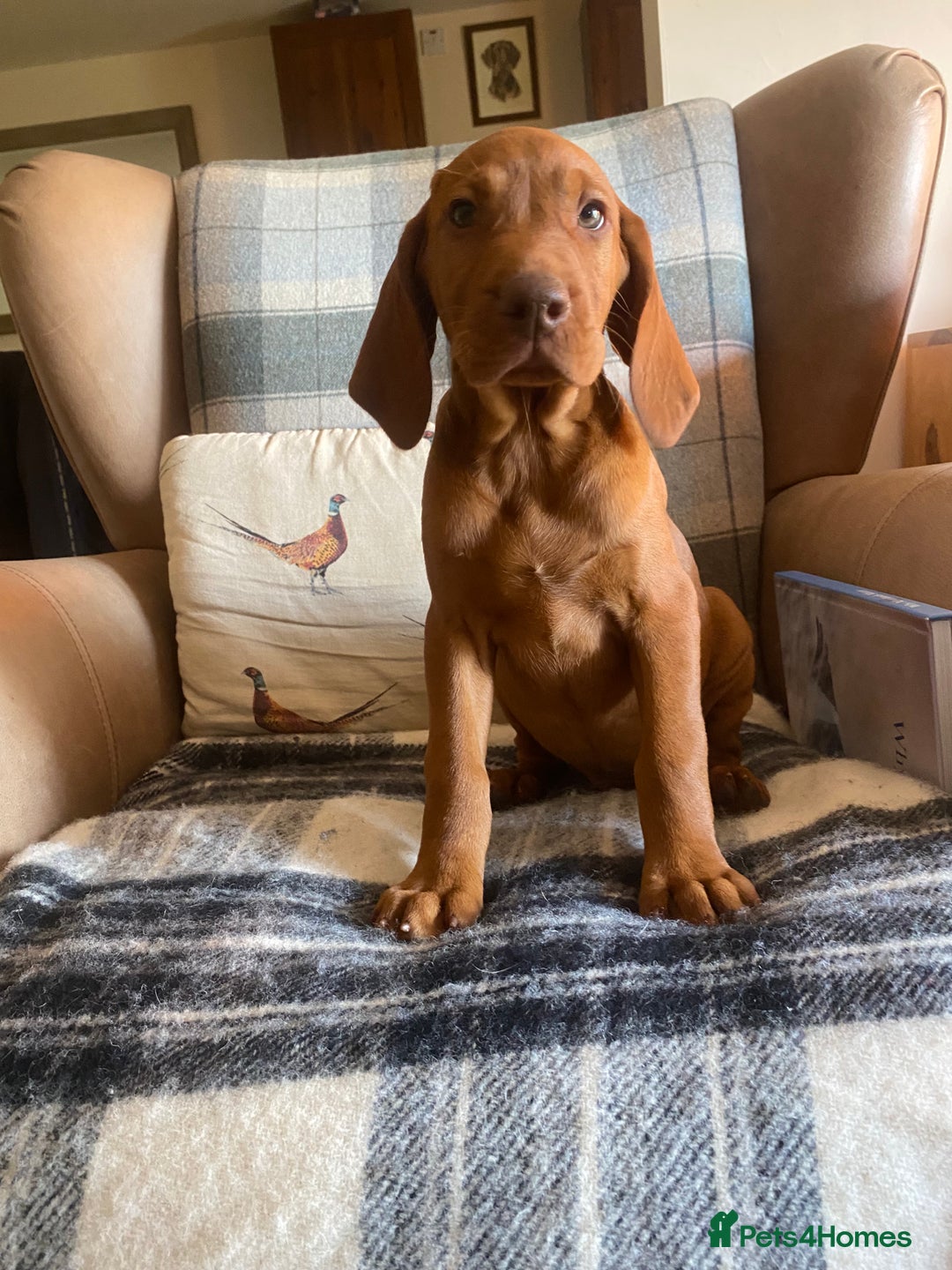 Hungarian Vizsla dogs for sale: *Bruno* Top class bred male Vizsla pup in Barnard Castle - Image 7