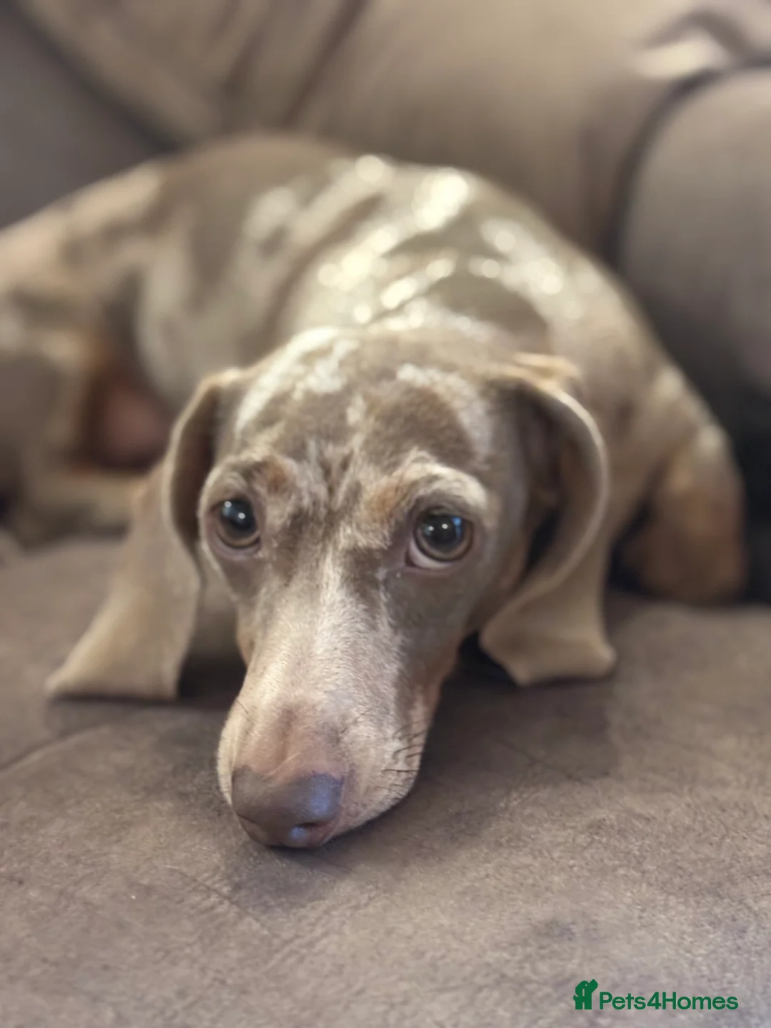 Dachshund dogs for sale: 3 beautiful Pups ready for new homes on 6th March - Advert 1