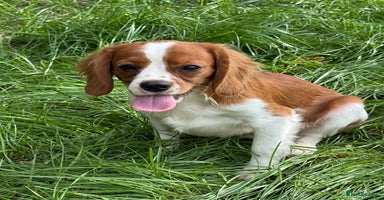 Cavalier King Charles Spaniel dogs in Stafford - Advert 1