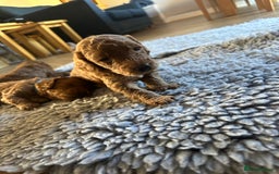 Miniature Poodle dogs for sale: Red Miniature Poodles  - Image 6