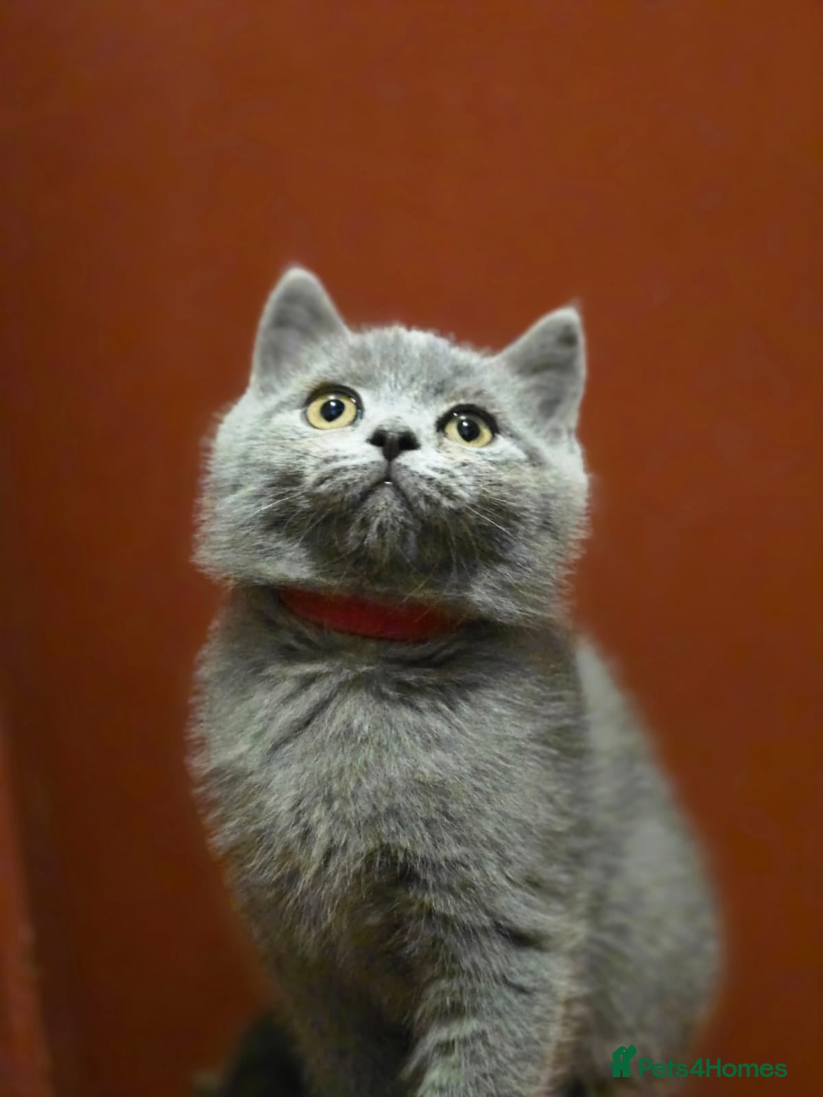 Scottish Fold cats Scottish fold /straight  - Advert 2