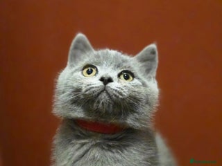 Scottish Fold cats Scottish fold /straight - Advert 2