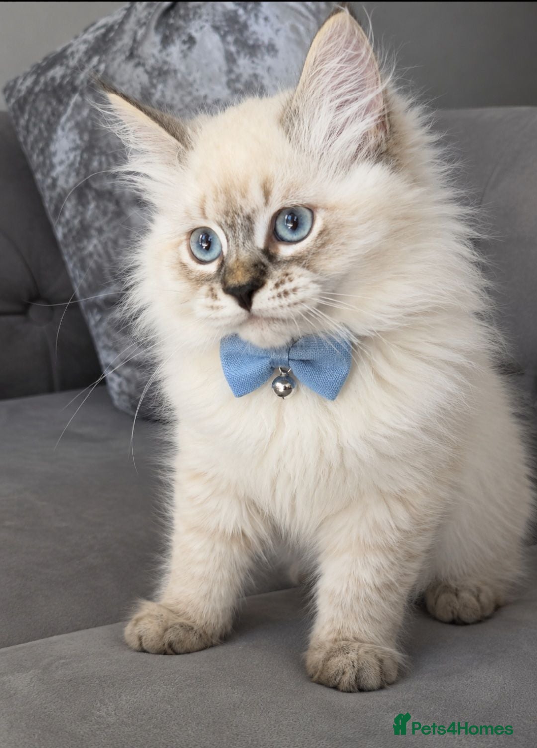 Siberian cats GCCF neva Champion bloodlines siberians - Advert 6