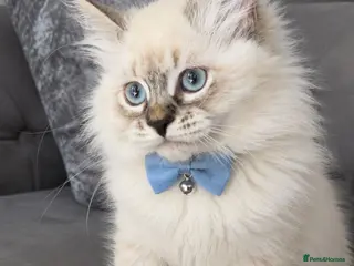 Siberian cats GCCF neva Champion bloodlines siberians - Advert 6