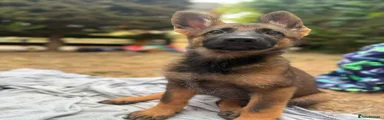 German Shepherd 5
