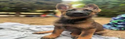 German Shepherd dogs for sale: Stunning Pure breed working line German shepherd  - Advert 4