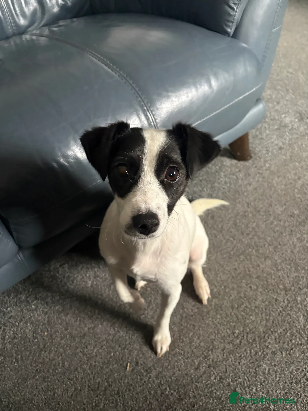 Mixed Breed dogs for sale: Jack russel x ratchi (Chihuahua x rat terrier) - Advert 1