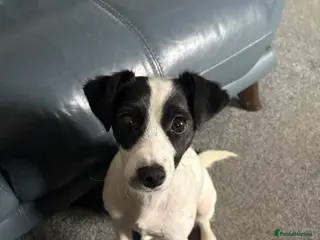 Mixed Breed dogs Jack russel x ratchi (Chihuahua x rat terrier) - Advert 5