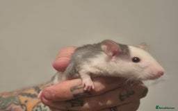 Rat rodents for sale: Various rat - Image 10