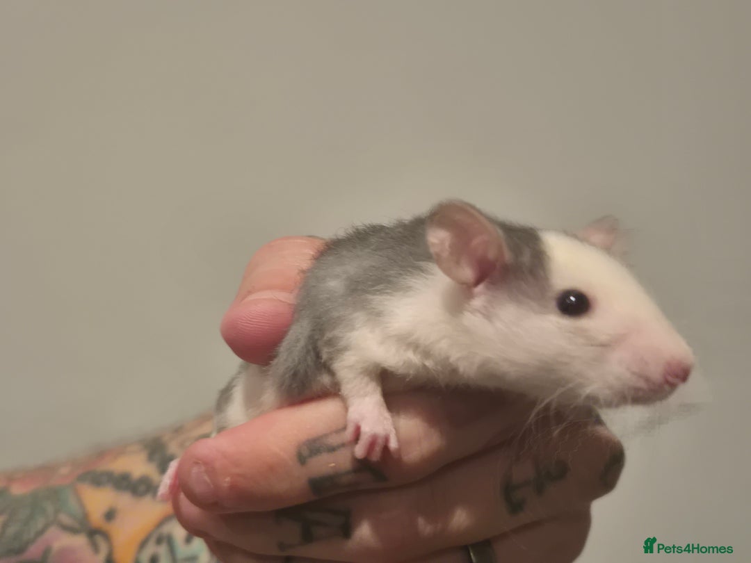 Rat rodents for sale: Various rat - Image 10