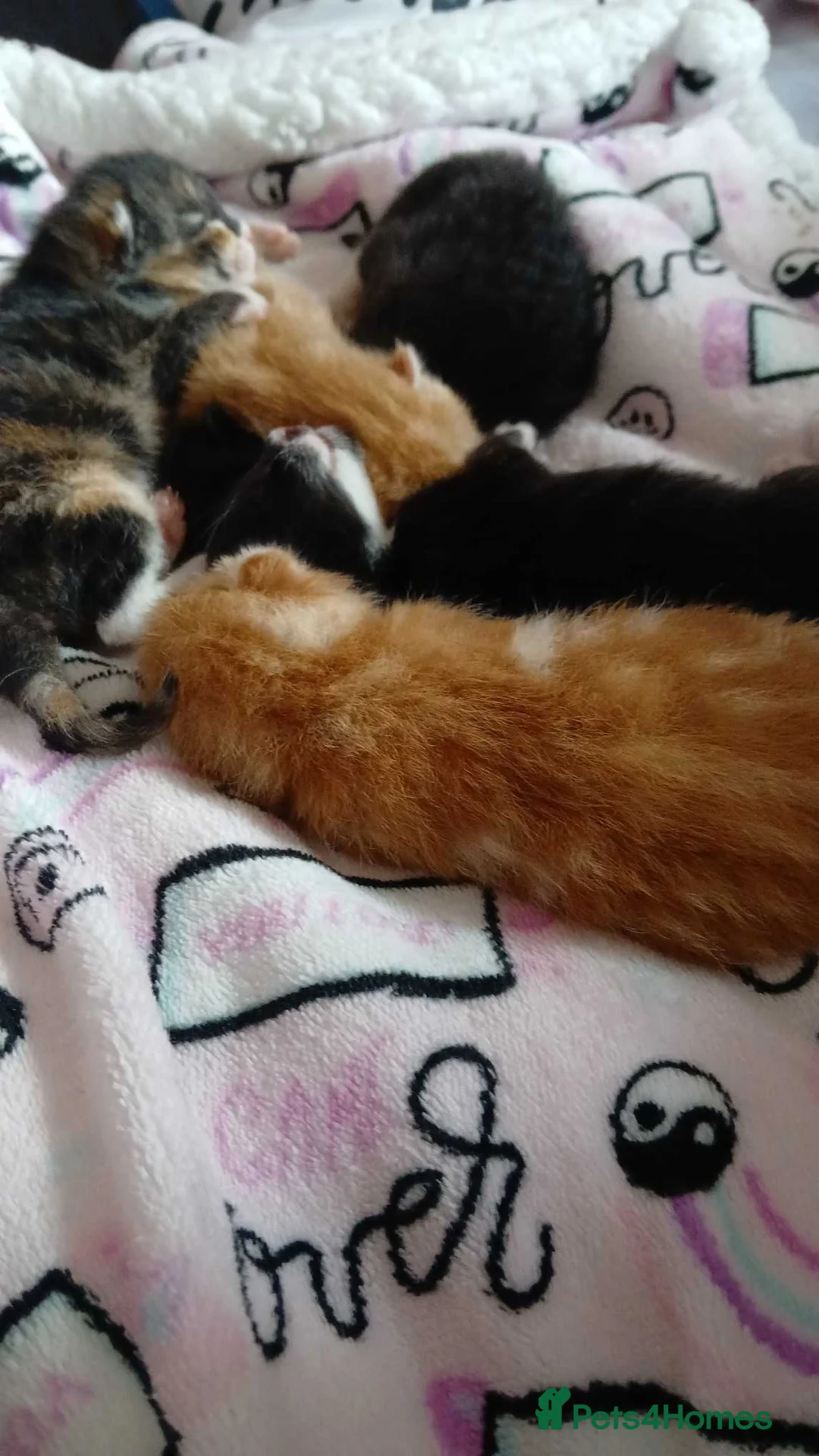 Mixed Breed cats for sale: Litter of 5 kittens for sale  - Advert 2