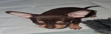 Pomchi 5