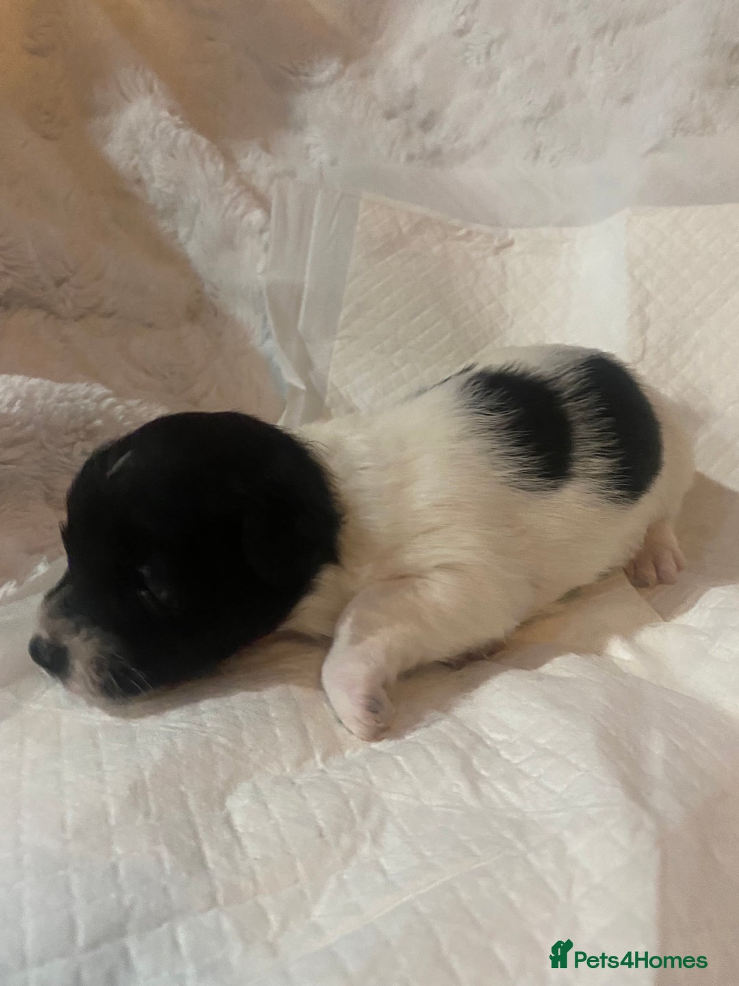 Jackapoo dogs for sale: Jackapoo puppies - Advert 7