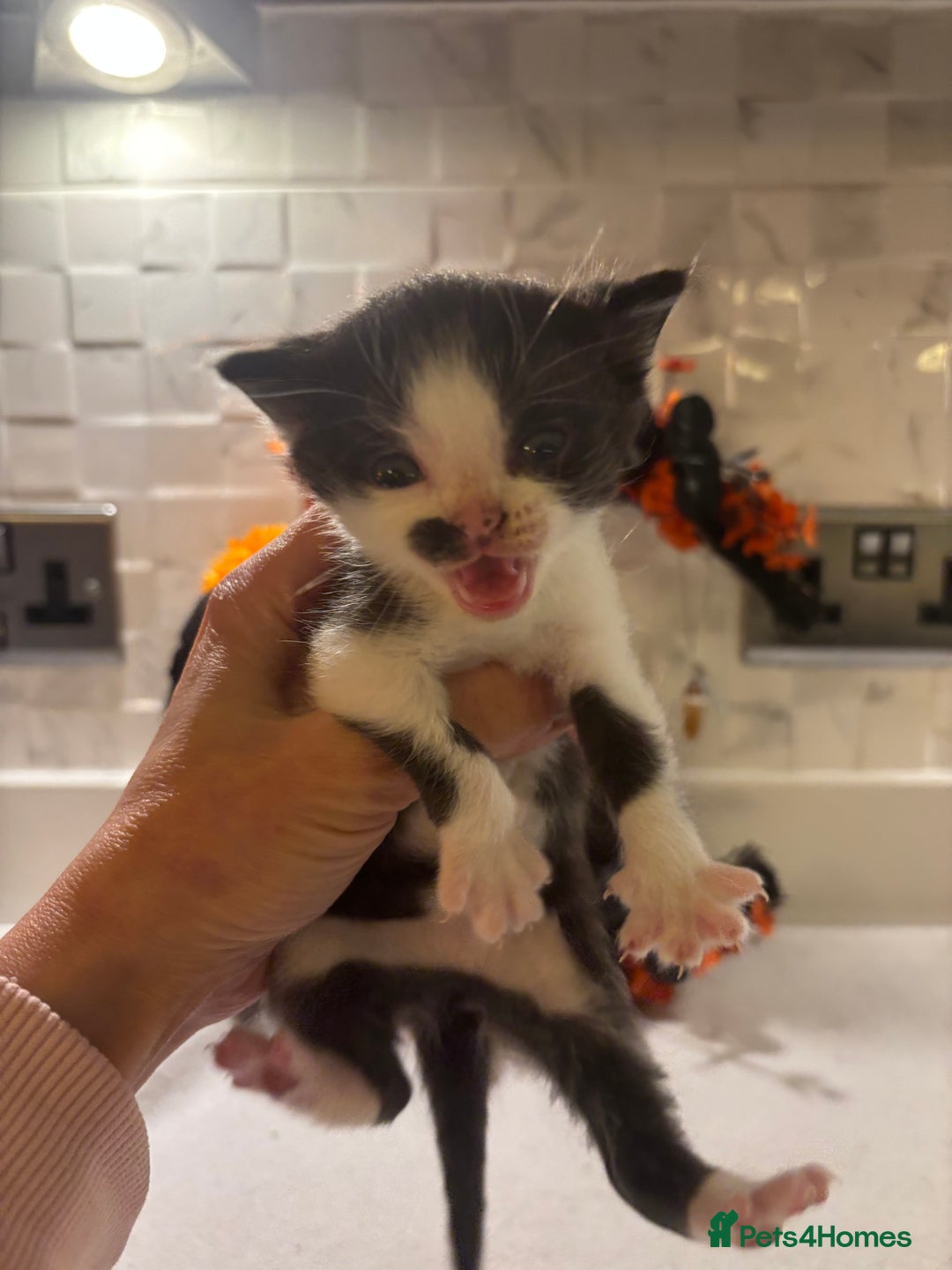 Mixed Breed cats for sale: Mixed British shorthair kittens! 🐈‍⬛  - Image 16