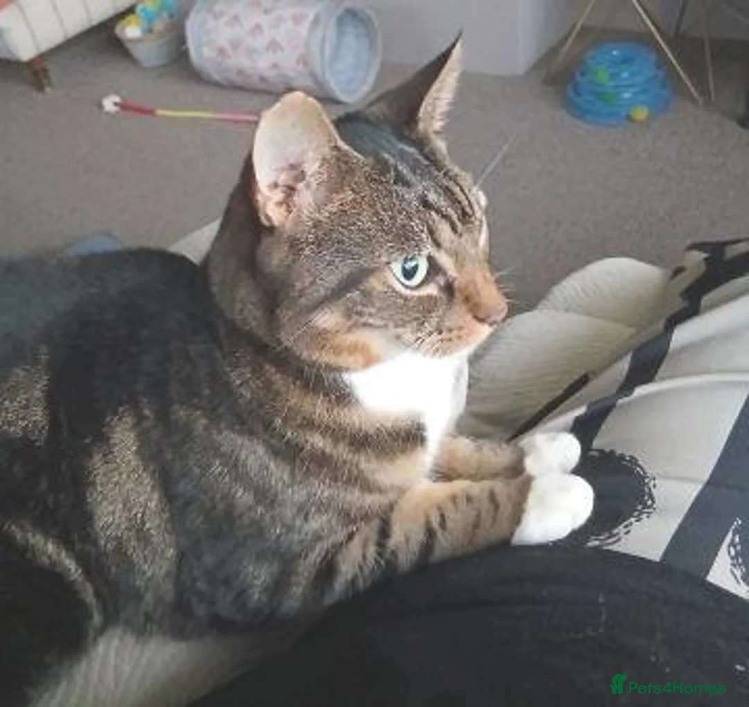 Mixed Breed cats for adoption: TIGGER - Advert 6