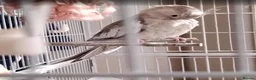 Cockatiels birds for sale: Cockatiels with large indoor/outdoor Cage for Sale in London - Advert 3