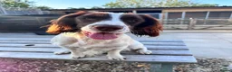 English Springer Spaniel dogs for sale: Two fabulous springer spaniels girls - Advert 10