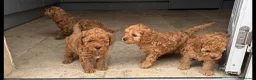 Cavapoo dogs for sale: Cavapoo f1b pups  - Advert 2