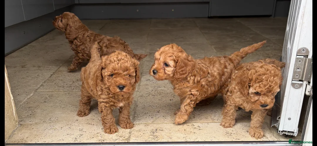 Cavapoo dogs for sale: Cavapoo f1b pups  - Advert 2
