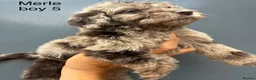Cockapoo dogs for sale:      F1 Cockapoo Puppies  | Health Tested  - Advert 23