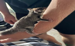 Sugar Glider rodents for sale: 2 baby sugar gliders "twins"  - Image 6