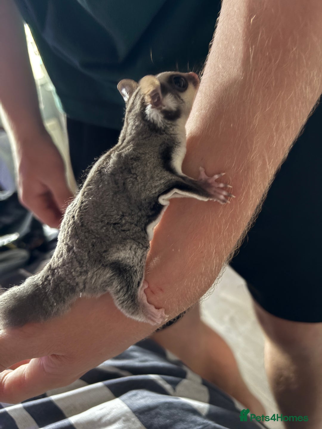 Sugar Glider rodents for sale: 2 baby sugar gliders "twins"  - Image 6